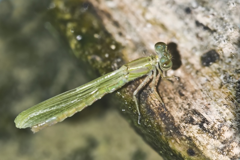 Insect ID
